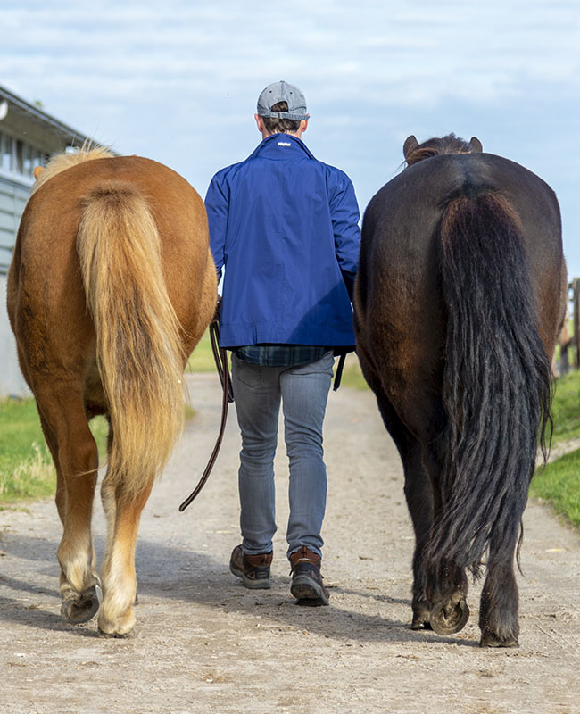 Oliver's Horse Massage