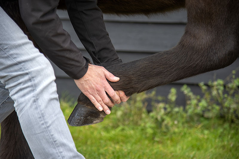 Oliver's Horse Massage