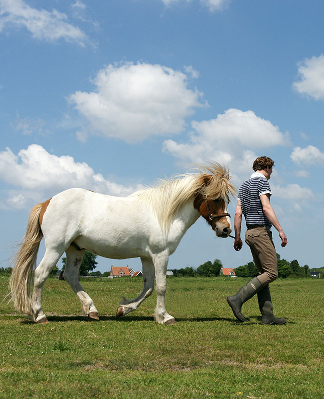 Oliver's Horse Massage